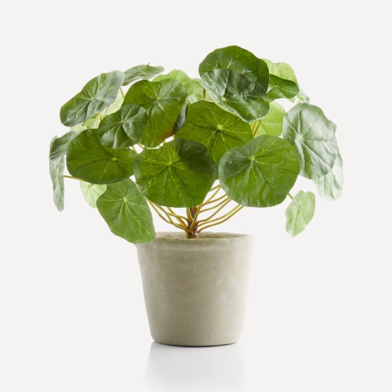 botanicals-&-planters-1500 PottedNasturtiumF19_CN