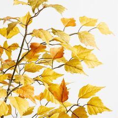 630328_CNB PottedGoldenLeafTree7ftROF22