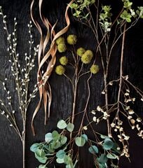 148298_CNB PussyWillowSpraySumbawaJA20