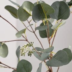 148298_CNB SilverDollarEucalyptusStemSHS19